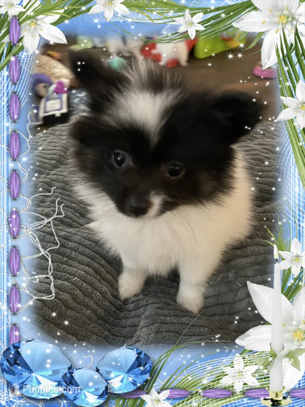 Icee – Pomeranian puppy for sale in Titus, AL