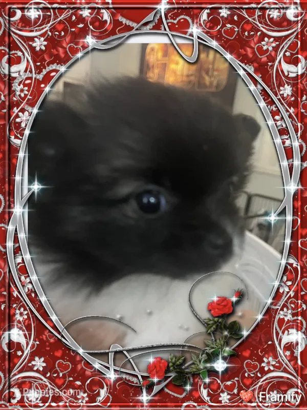 Lottie – Pomeranian puppy for sale in Titus, AL
