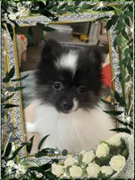 Caspar aka Icee, a male Pomeranian for sale in Titus, AL – 6 of 6