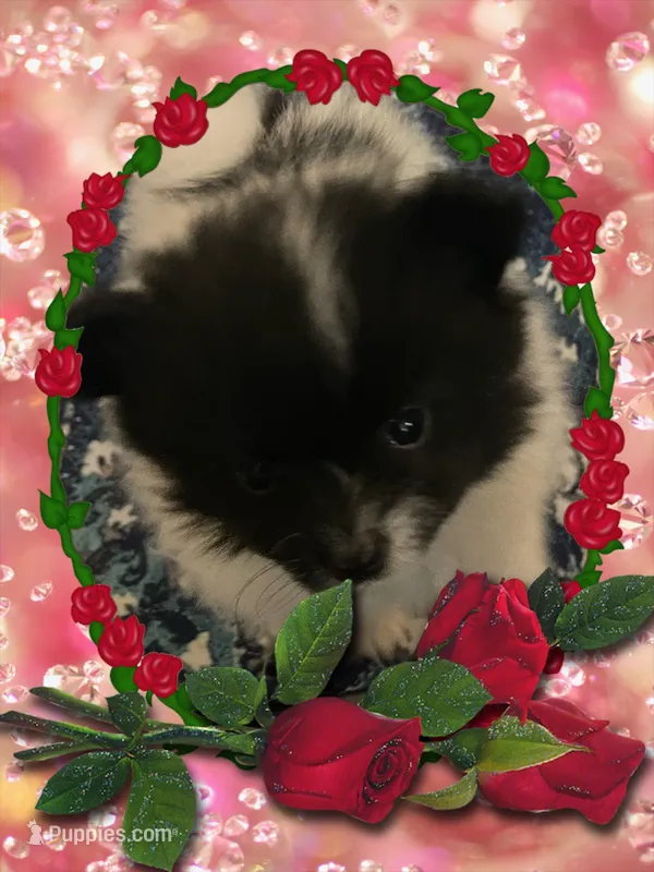 Davie – Pomeranian puppy for sale in Titus, AL