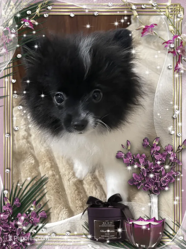 Bartie aka Davie – Pomeranian puppy for sale in Titus, AL