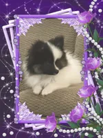 PBJ aka Georgie, a male Pomeranian for sale in Titus, AL – 9 of 9