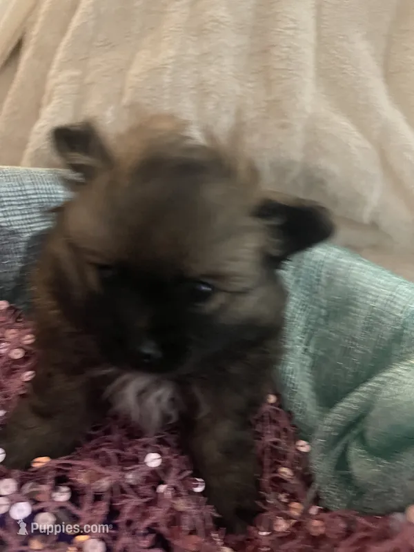 Furby – Pomeranian puppy for sale in Titus, AL