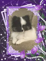 PBJ aka Georgie, a male Pomeranian for sale in Titus, AL – 7 of 9