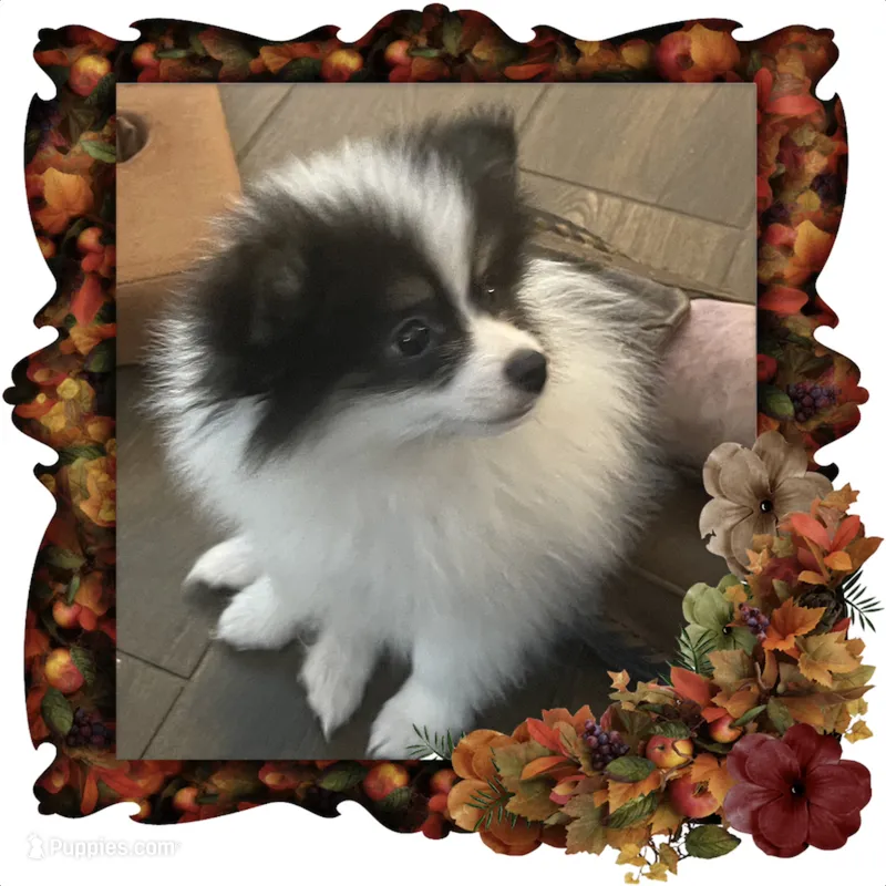 Happy – Pomeranian puppy for sale in Titus, AL