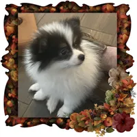 Happy Pending, a male Pomeranian for sale in Titus, AL – 1 of 8