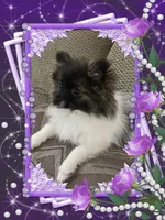 Bellisimo, a female Pomeranian for sale in Titus, AL – 2 of 4