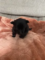 Ellie Pending, a female Pomeranian for sale in Titus, AL – 6 of 9