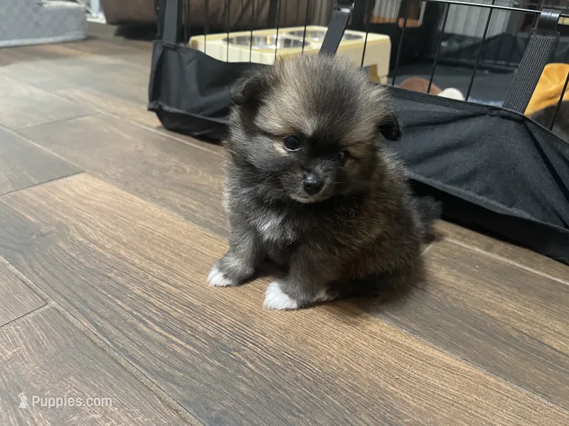 Bailey – Pomeranian puppy for sale in Titus, AL
