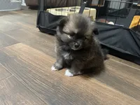 Bailey PENDING, a female Pomeranian for sale in Titus, AL – 1 of 9