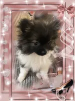 Bellisimo aka Lottie, a female Pomeranian for sale in Titus, AL – 6 of 8