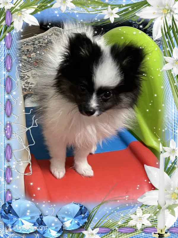 PBJ aka Georgie – Pomeranian puppy for sale in Titus, AL