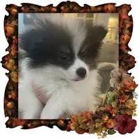 Happy Pending, a male Pomeranian for sale in Titus, AL – 3 of 8