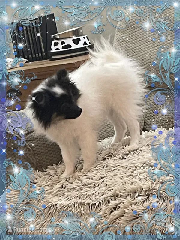 Caspar aka Icee – Pomeranian puppy for sale in Titus, AL