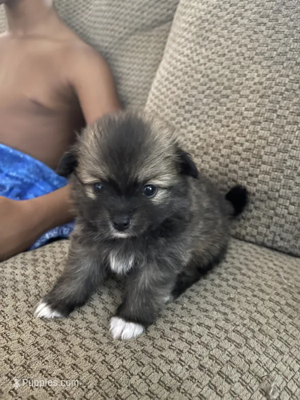 Bailey – Pomeranian puppy for sale in Titus, AL