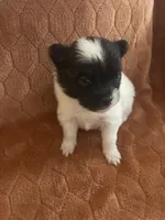 Icee, a male Pomeranian for sale in Titus, AL – 8 of 9