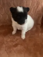 Icee, a male Pomeranian for sale in Titus, AL – 1 of 9