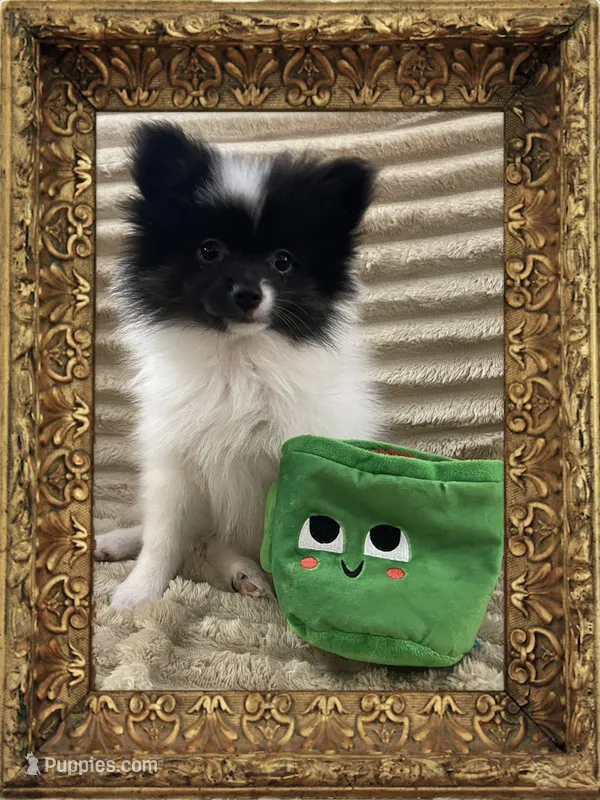 Icee – Pomeranian puppy for sale in Titus, AL