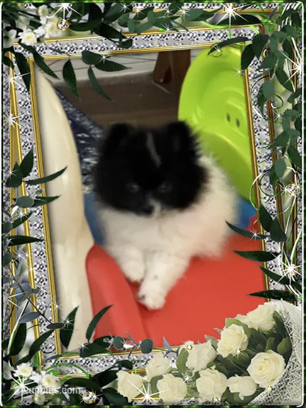 Davie – Pomeranian puppy for sale in Titus, AL