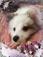 Sassy Alexia, a female Pomeranian for sale in Titus, AL – 2 of 4