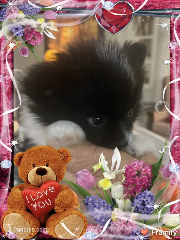 Davie – Pomeranian puppy for sale in Titus, AL