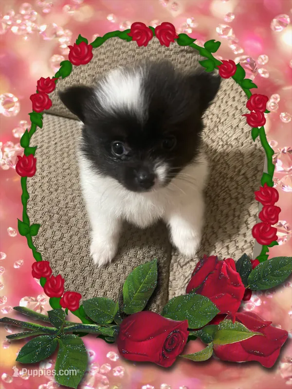 Icee – Pomeranian puppy for sale in Titus, AL