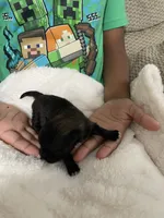 Furby, a female Pomeranian for sale in Titus, AL – 2 of 5