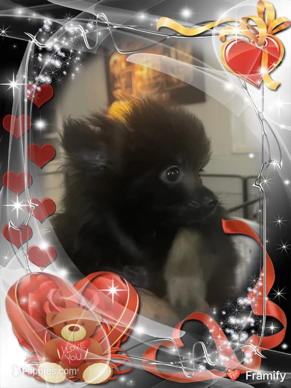 Ellie – Pomeranian puppy for sale in Titus, AL