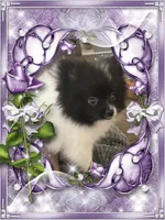 Bartie aka Davie, a male Pomeranian for sale in Titus, AL – 4 of 9