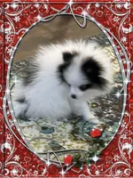 Mystical is Pending, a female Pomeranian for sale in Titus, AL – 4 of 8