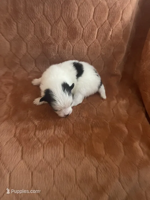 JoJo – Pomeranian puppy for sale in Titus, AL
