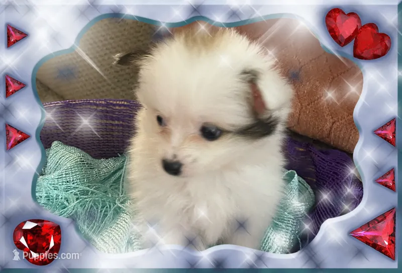 Kelly – Pomeranian puppy for sale in Titus, AL