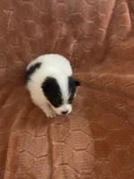 Happy, a male Pomeranian for sale in Titus, AL – 2 of 6