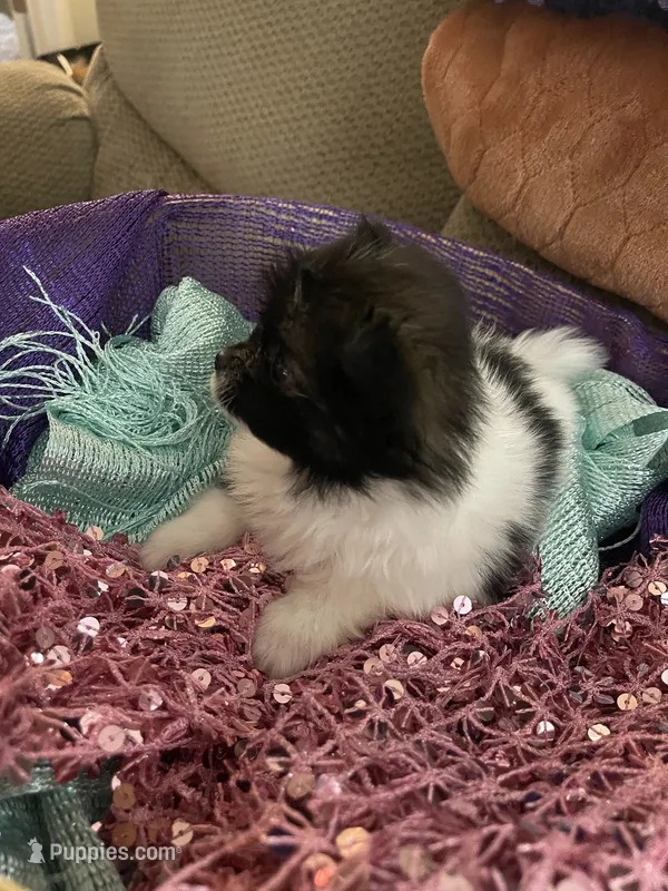 Lottie – Pomeranian puppy for sale in Titus, AL