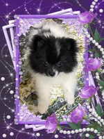 Bartie aka Davie, a male Pomeranian for sale in Titus, AL – 9 of 9
