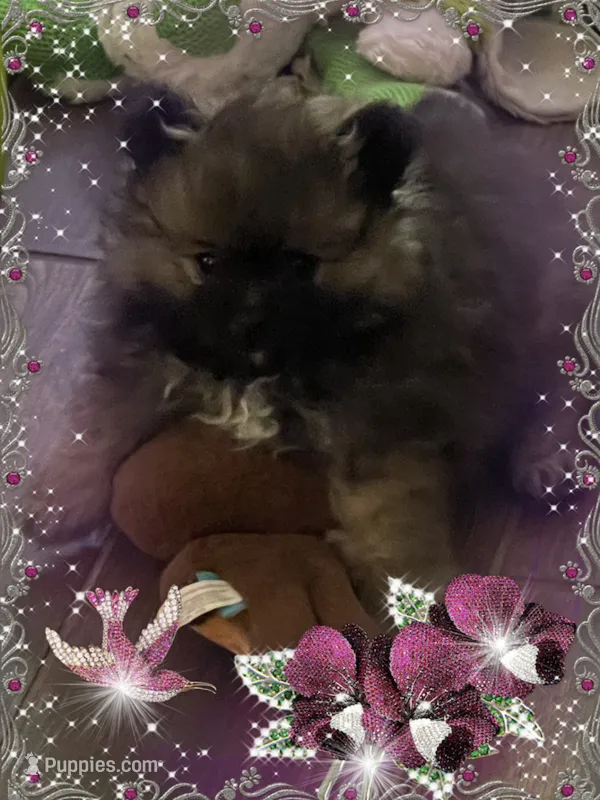 Furby – Pomeranian puppy for sale in Titus, AL