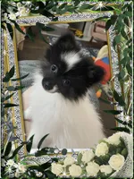 Caspar aka Icee, a male Pomeranian for sale in Titus, AL – 4 of 6