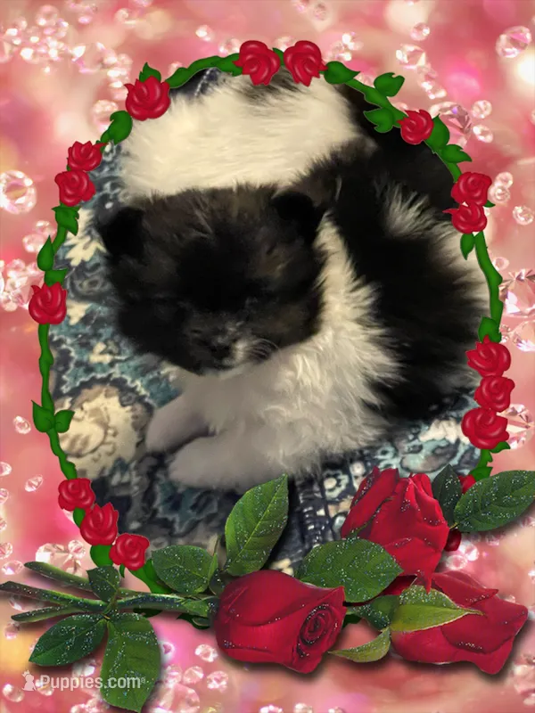Lottie – Pomeranian puppy for sale in Titus, AL