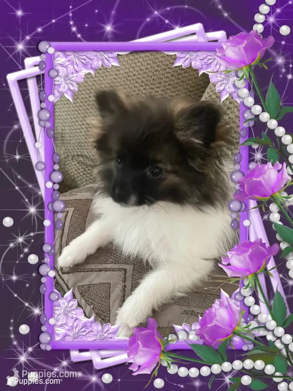 Bellisimo – Pomeranian puppy for sale in Titus, AL