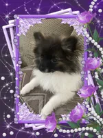 Bellisimo, a female Pomeranian for sale in Titus, AL – 3 of 4