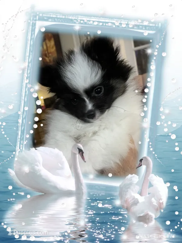 Georgie – Pomeranian puppy for sale in Titus, AL