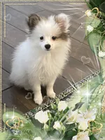 Sassy Alexia the II aka Kelly, a female Pomeranian for sale in Titus, AL – 2 of 7