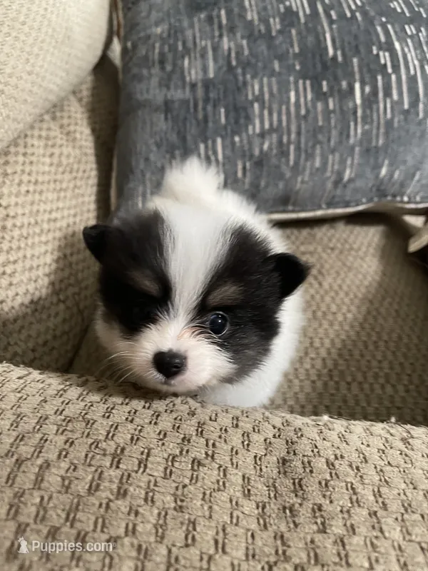 Happy – Pomeranian puppy for sale in Titus, AL
