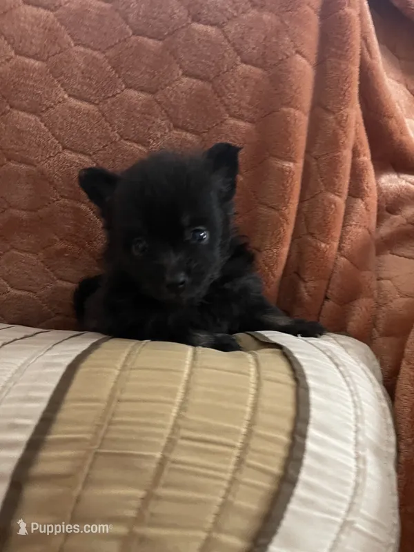 Ellie Pending – Pomeranian puppy for sale in Titus, AL