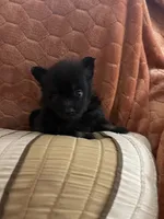 Ellie Pending, a female Pomeranian for sale in Titus, AL – 1 of 9