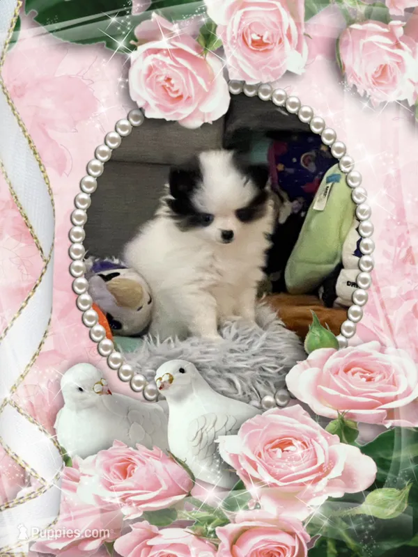 JoJo – Pomeranian puppy for sale in Titus, AL