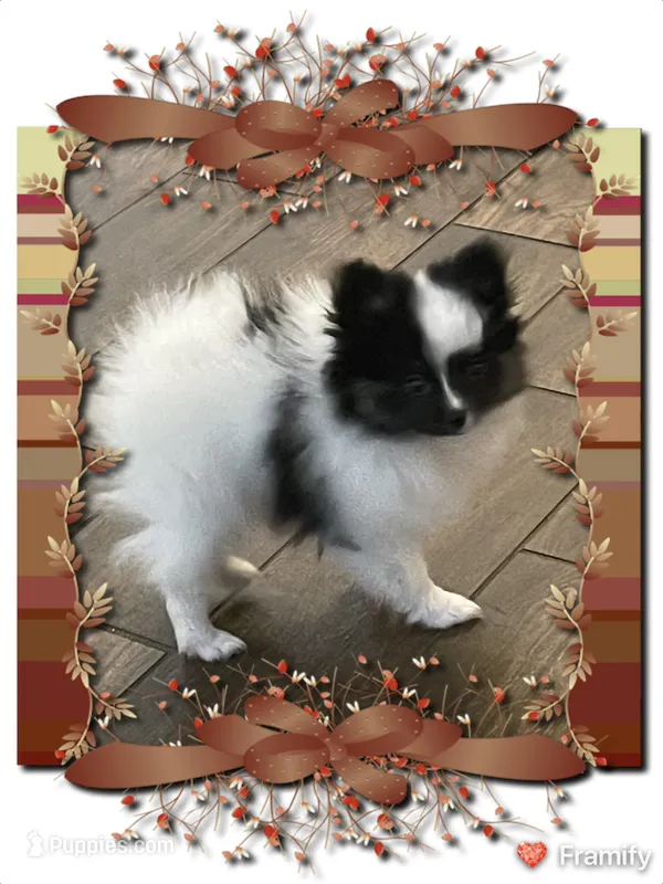 Georgie – Pomeranian puppy for sale in Titus, AL