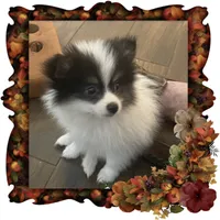 Happy Pending, a male Pomeranian for sale in Titus, AL – 4 of 8