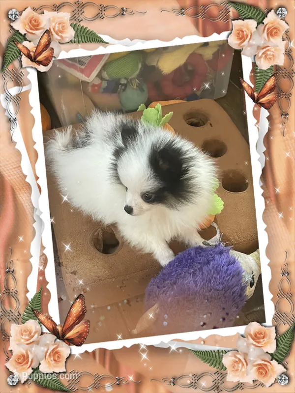 Mystical the Love Bandit aka Jojo – Pomeranian puppy for sale in Titus, AL