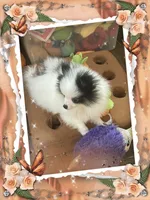 Mystical the Love Bandit aka Jojo, a female Pomeranian for sale in Titus, AL – 2 of 8